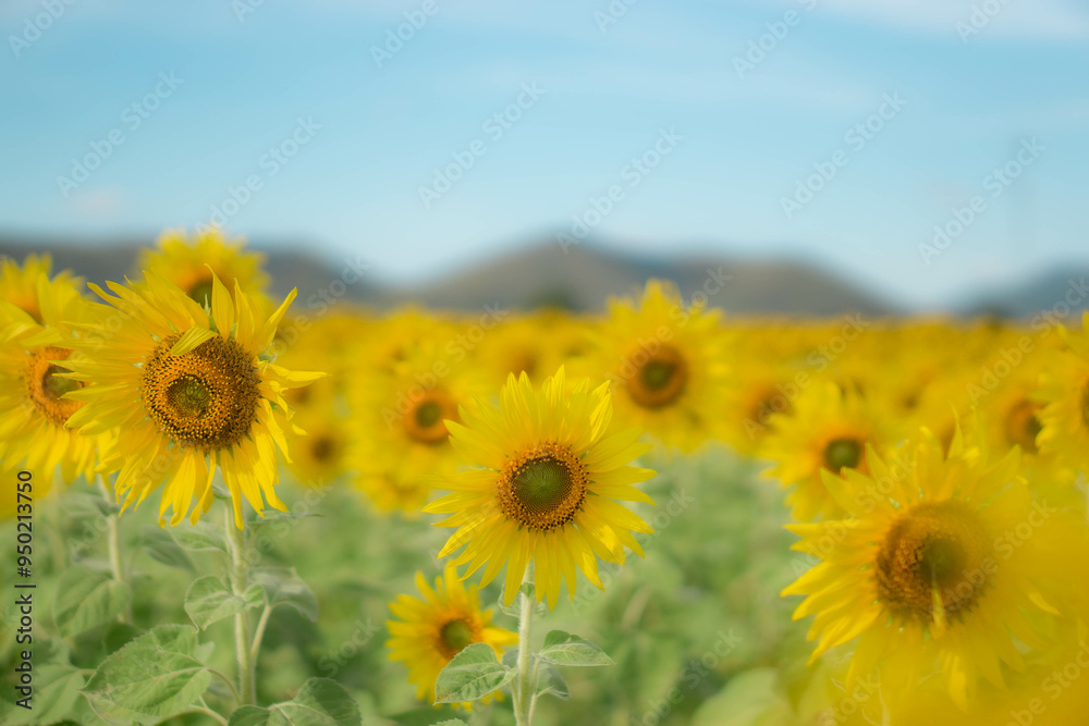 Sunny field of blooming sunflowers in the summer countryside Sunny field of blooming sunflowers in the summer countryside