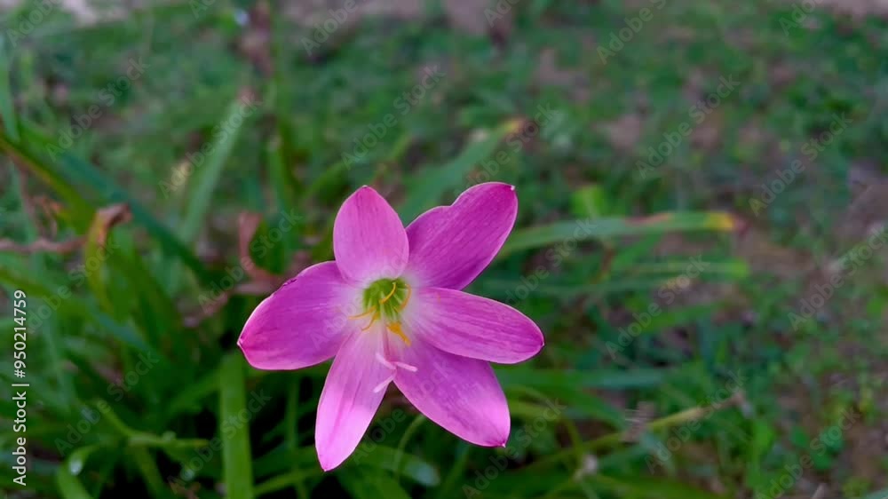 Pink rain lily, rose fairy lily blooms in a garden with a natural backdrop. Pink rain lily, rose fairy lily blooms in a garden with a natural backdrop.