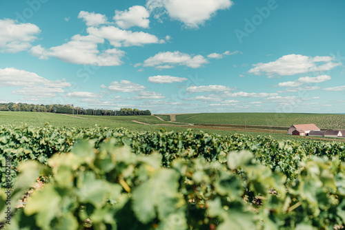 view of landscape and vineyard of Sancerre in France