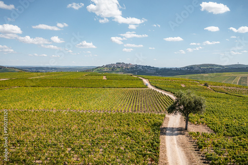 view of landscape and vineyard of Sancerre in France photo