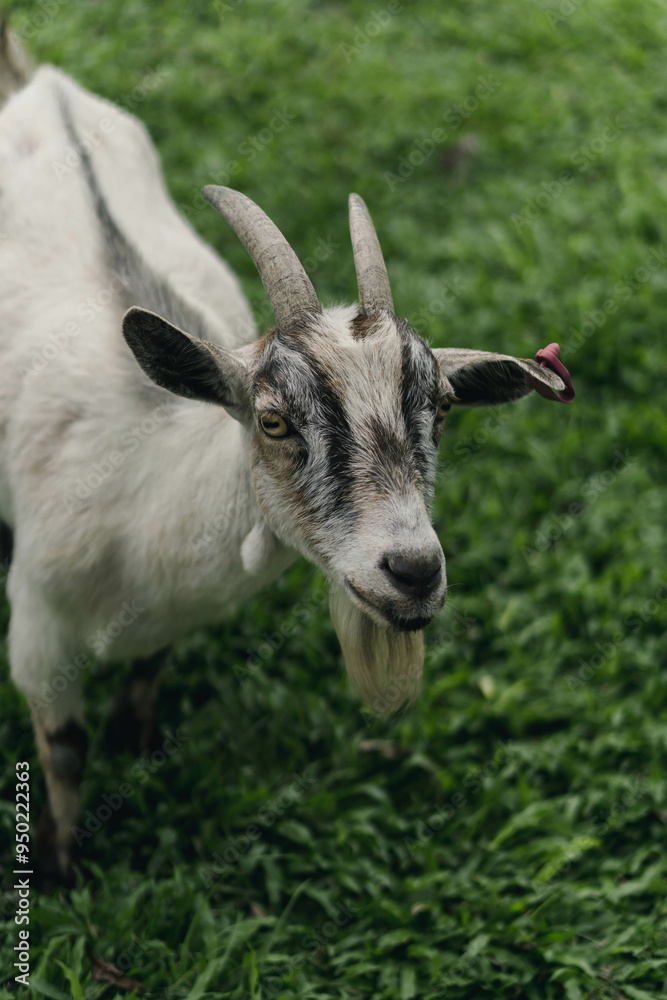 Curious Goat in Emerald Pasture Curious Goat in Emerald Pasture