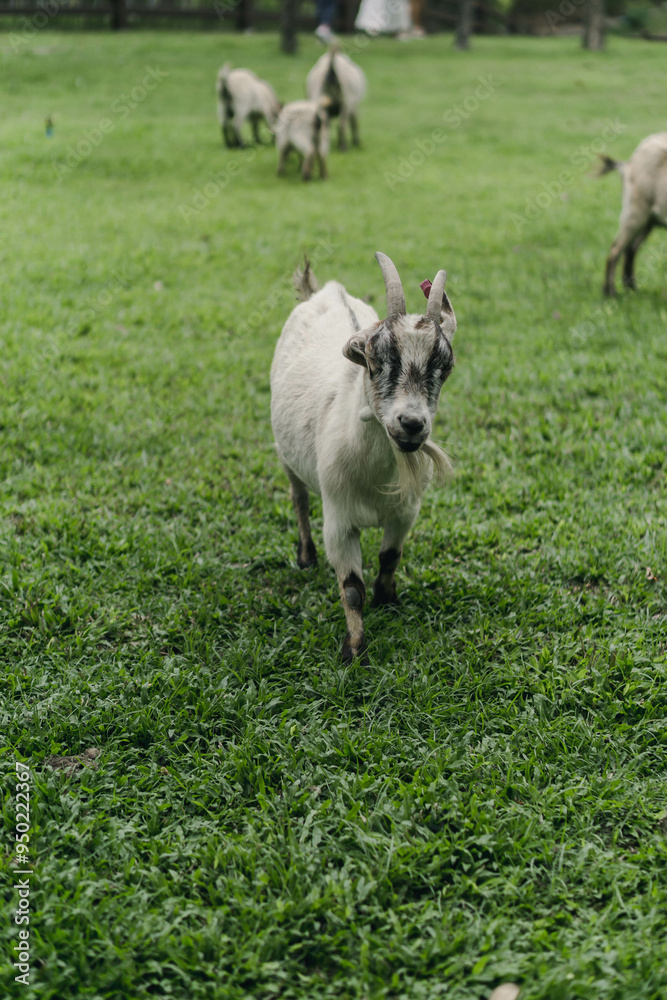 Playful Goat in Green Pasture: A young goat with a curious expression walks towards the camera in a lush green pasture, surrounded by other goats. The image captures the innocence and joy of farm lif Playful Goat in Green Pasture: A young goat with a curious expression walks towards the camera in a lush green pasture, surrounded by other goats. The image captures the innocence and joy of farm lif