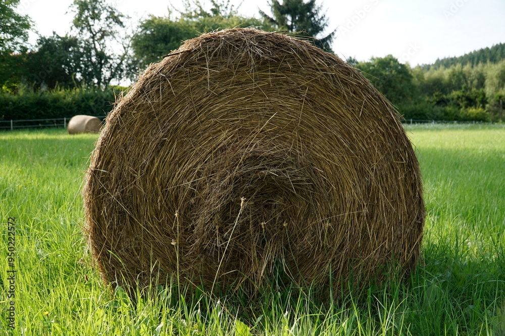 Round bale of hay on meadow Round bale of hay on meadow