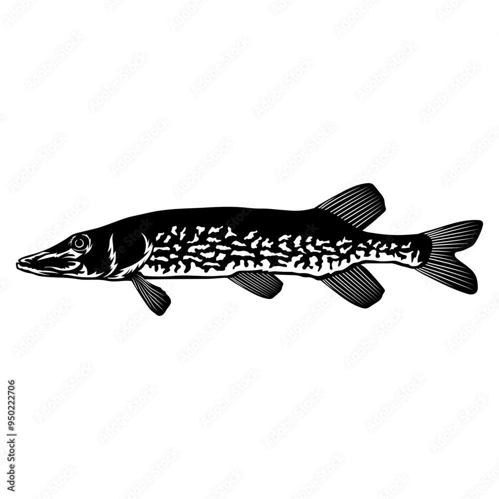 Chain Pickerel  Fish