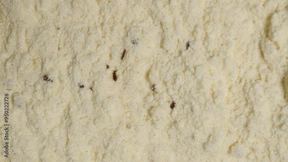 Top View of Flour Infested with Tribolium Confusum Beetles, Tiny Dark Insects Spread Throughout, Showing Clear Signs of Contamination. Slider Top View of Flour Infested with Tribolium Confusum Beetles, Tiny Dark Insects Spread Throughout, Showing Clear Signs of Contamination. Slider