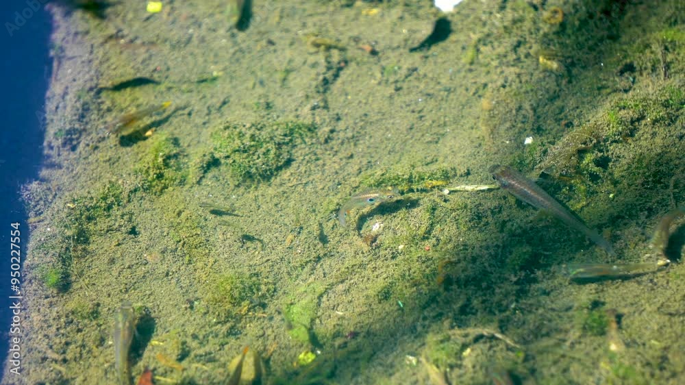 Local ornamental fish of Assam India in it's natural habitat 2- Camera used SONY Alpha 6400 Local ornamental fish of Assam India in it's natural habitat 2- Camera used SONY Alpha 6400
