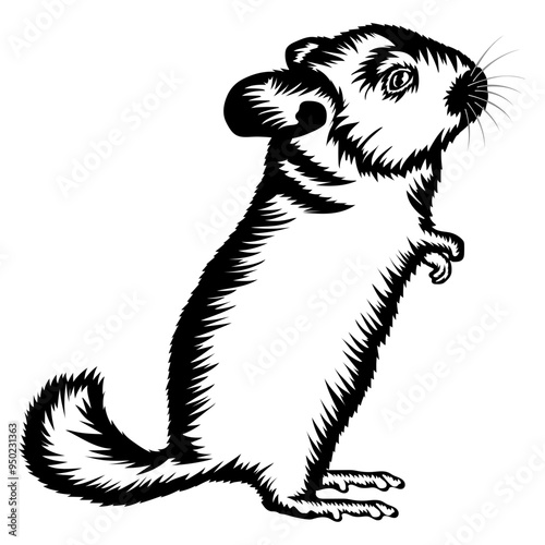 Chinchilla