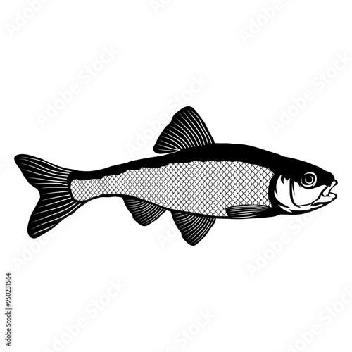 Common Shiner  Fish