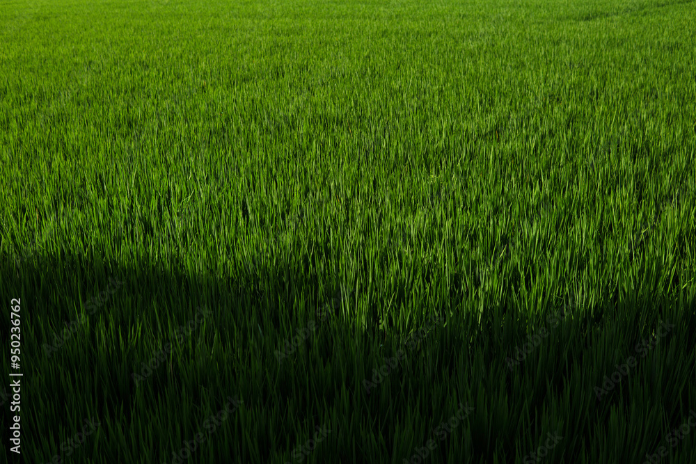 green grass texture backgrounds, Agriculture concept green grass texture backgrounds, Agriculture concept