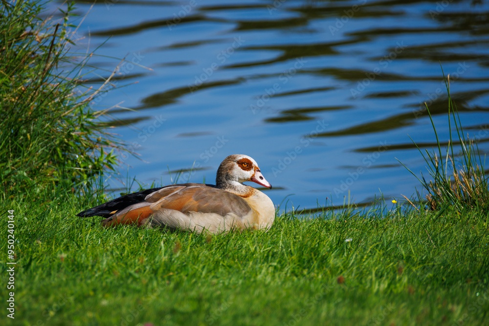 Obraz premium Nilgans