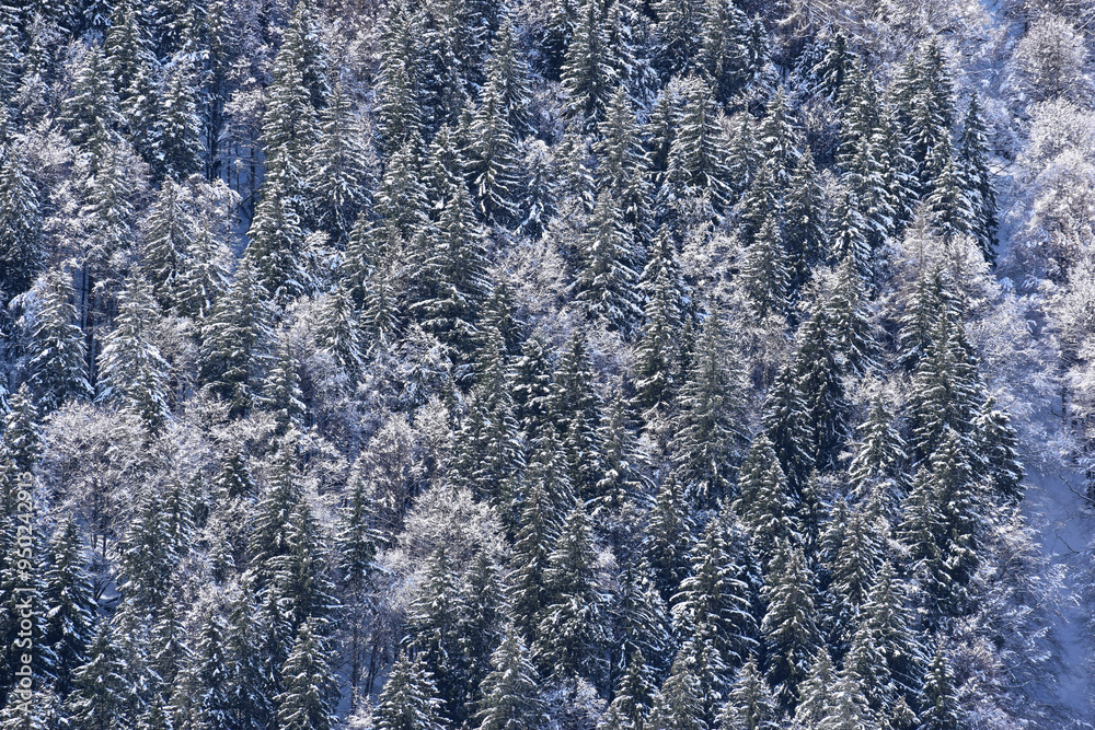 Beautiful forest covered in snow Beautiful forest covered in snow