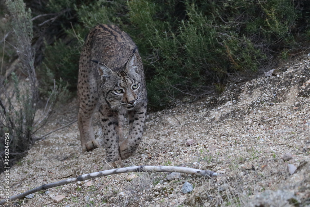 Obraz premium iberian lynx