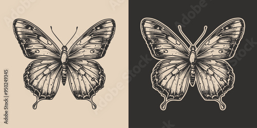 Vintage retro engraving woodcut style sketch draw paint of butterfly insect animal illustration