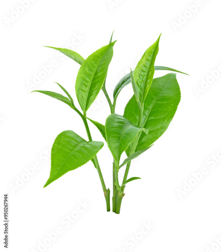 young green tea leaf isolated on transparent png