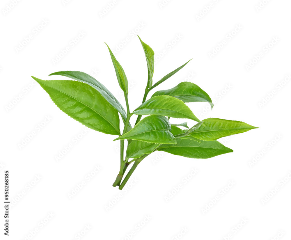 Fototapeta premium fresh green tea leaf on transparent png