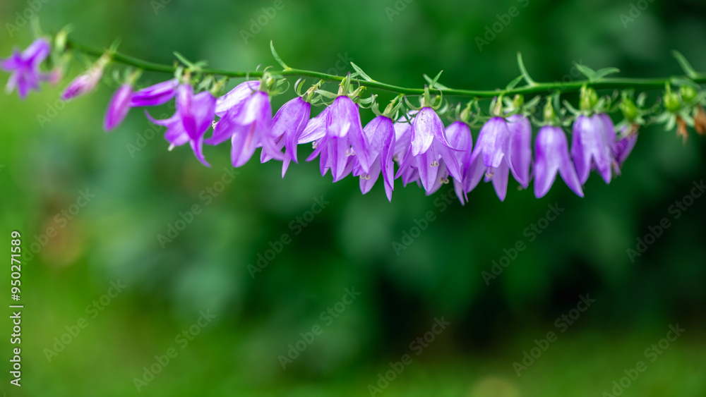 Purple bells flowers on greenery background, natural flower background Purple bells flowers on greenery background, natural flower background
