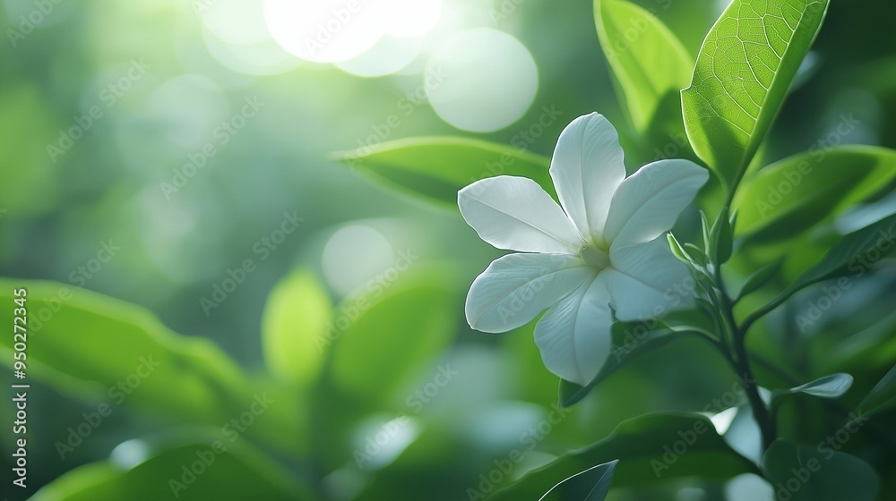 Close-up of a delicate white flower surrounded by lush green leaves in a soft, natural light.. Close-up of a delicate white flower surrounded by lush green leaves in a soft, natural light..