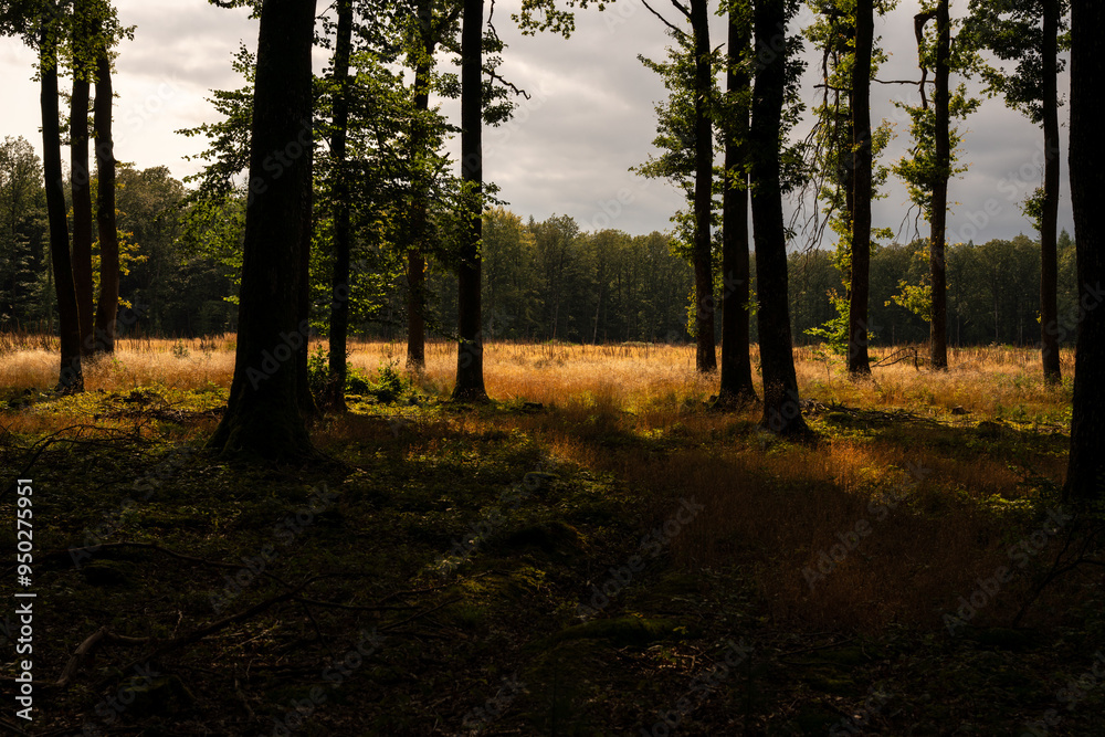 Obraz premium sunset in the woods