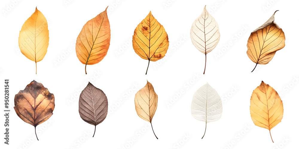 A collection of autumn dry leaves isolated on a transparent background, showcasing the natural beauty of the season.. A collection of autumn dry leaves isolated on a transparent background, showcasing the natural beauty of the season..