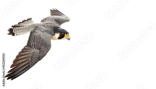 peregrine falcon or duck hawk - Falco peregrinus - with grey colored feathers is renowned for its speed. It can reach over 320 kmh or 200 mph during its characteristic hunting stoop high speed dive