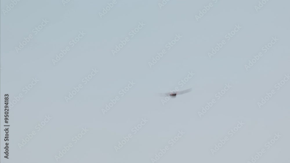 Bird in Mid-Flight Against a Cloudy Sky on a Sunny Day Bird in Mid-Flight Against a Cloudy Sky on a Sunny Day
