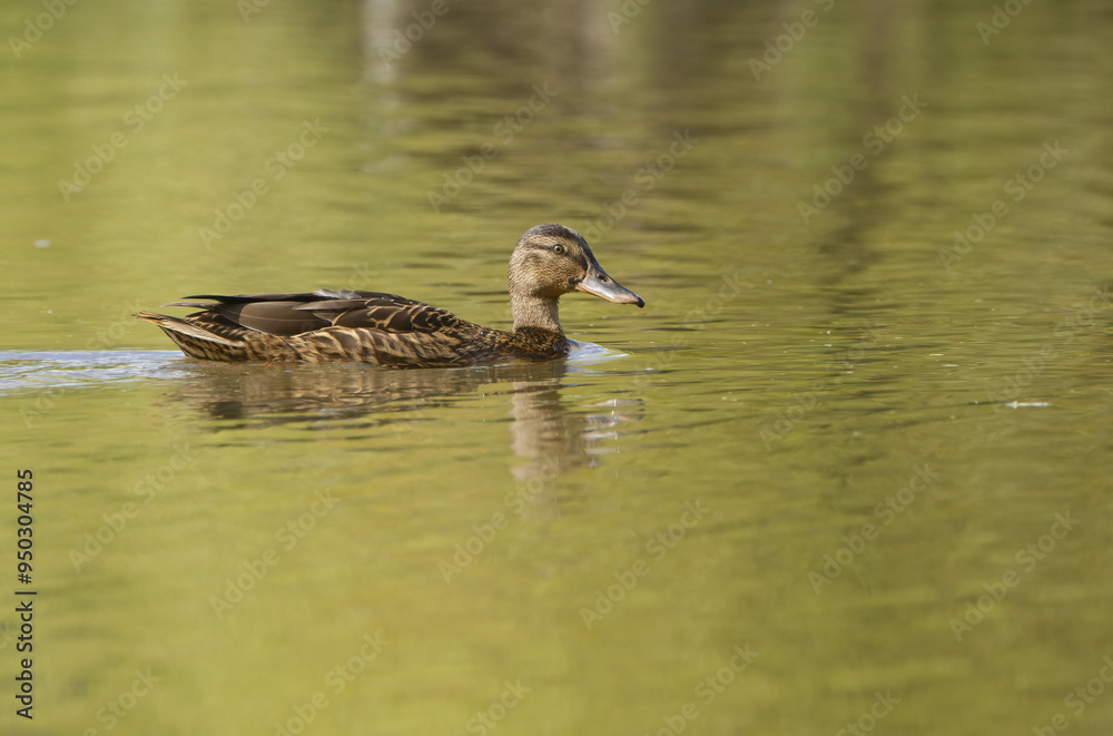 female mallard swims on the lake, female duck on the pond, mallard looks curiously and swims past female mallard swims on the lake, female duck on the pond, mallard looks curiously and swims past