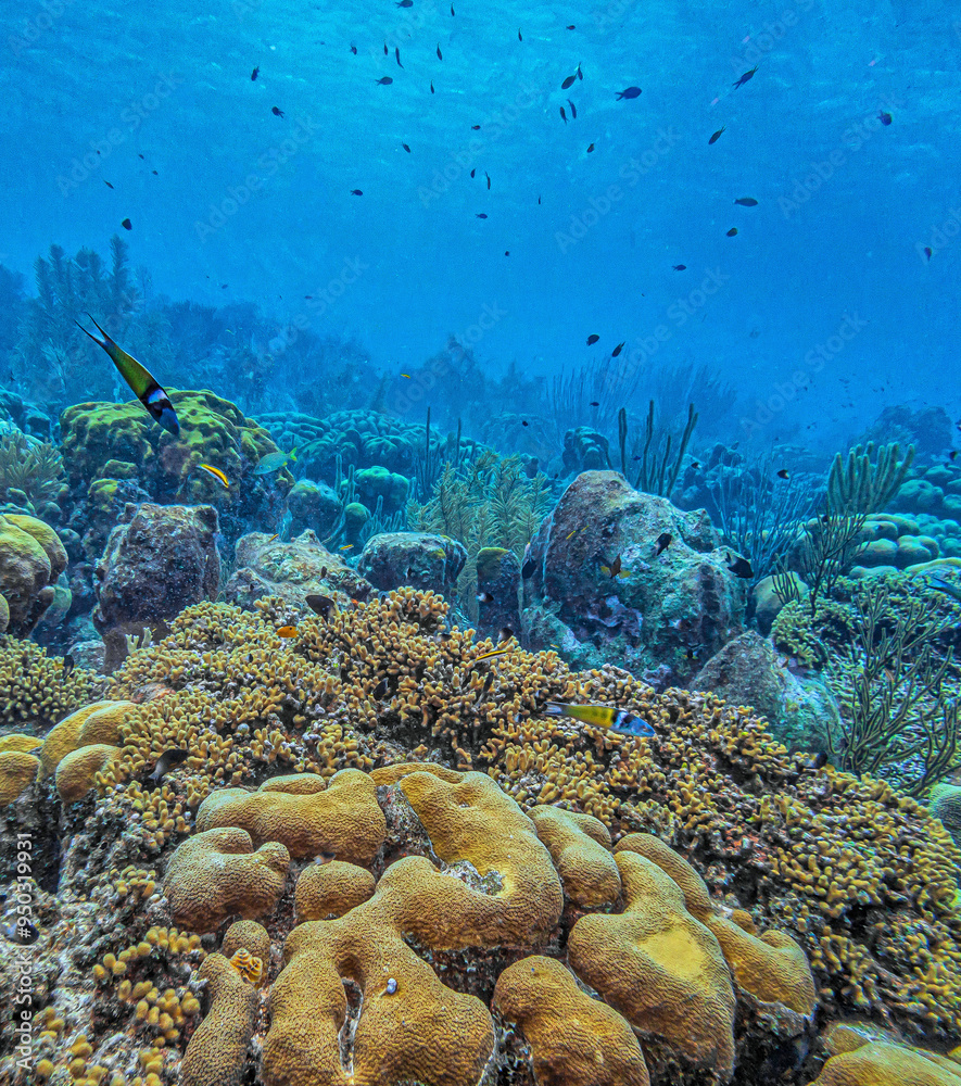 Obraz premium Caribbean coral garden off the coast of the island of Bonaire