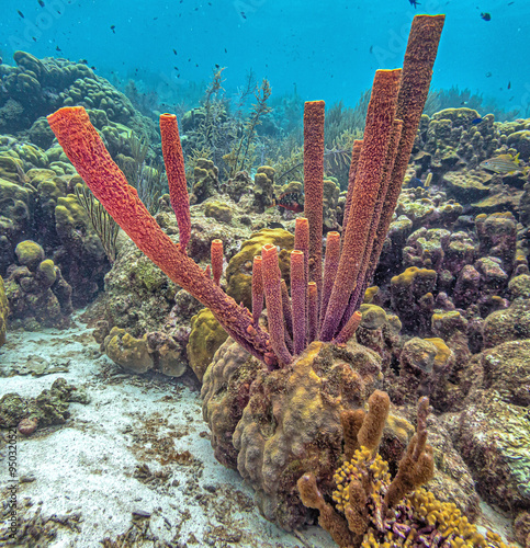 Fototapeta Naklejka Na Ścianę i Meble -  Caribbean coral reef off the coast of the island of Bonaire
