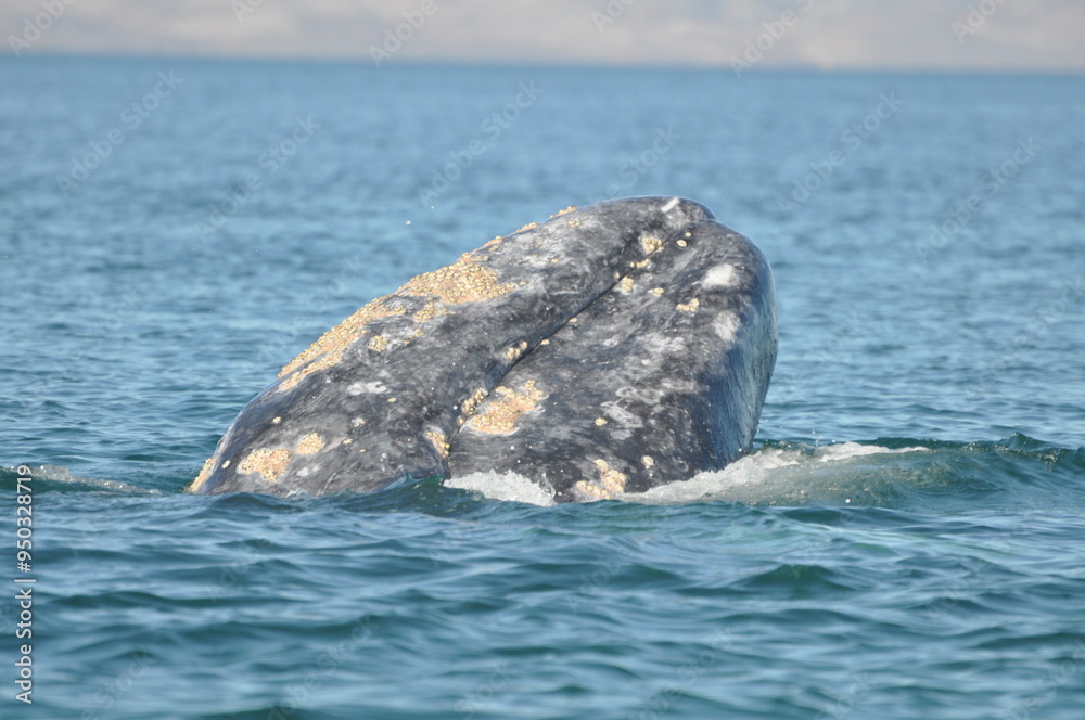 Fototapeta premium Gray whale head