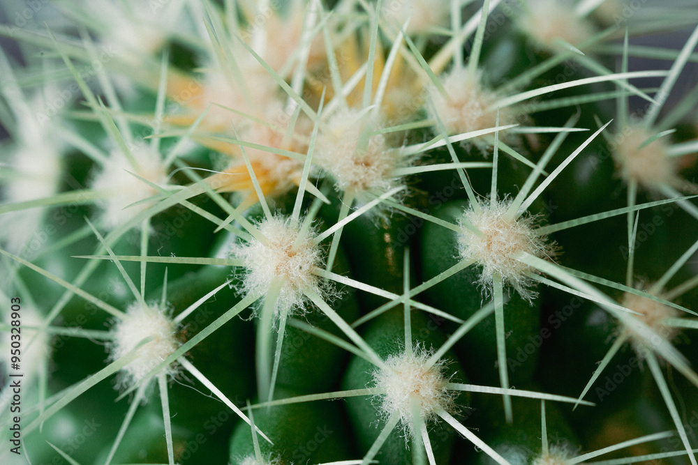 Cactus needles close-up, green succulent close-up. Cactus needles on a green background. Cactus needles close-up, green succulent close-up. Cactus needles on a green background.