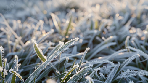 Frost-Covered Grass Blades in Morning Sunlight Capturing the Beauty of Winter Nature photo