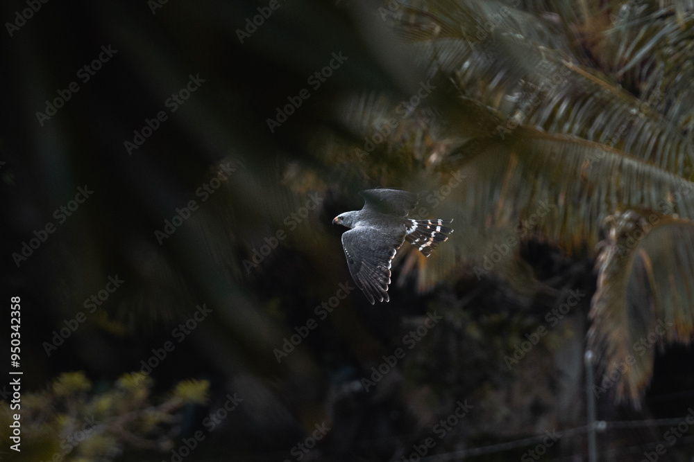 Gray Hawk flying through Costa Rican jungle Gray Hawk flying through Costa Rican jungle