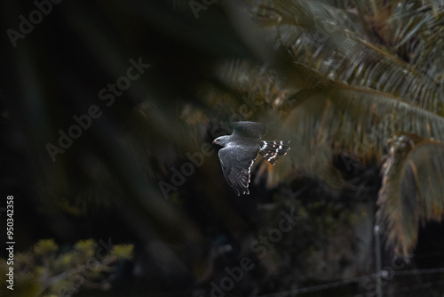 Gray Hawk flying through Costa Rican jungle photo