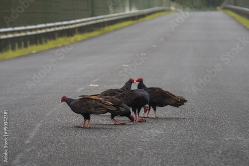 Turkey vultures, Cathartes aura, on a road in Costa Rica photo