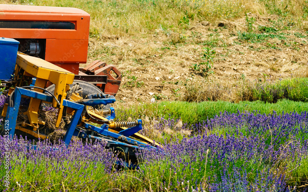 Obraz premium Tractor working on lavender field. Harvest time