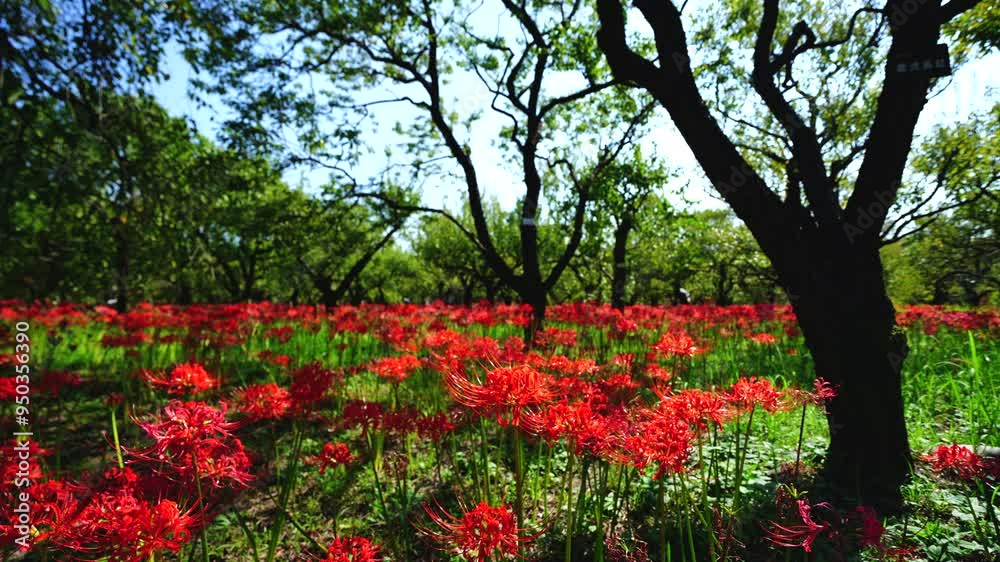 Red spider lilies (Lycoris radiata) at Fuchu city folk forest museum Red spider lilies (Lycoris radiata) at Fuchu city folk forest museum