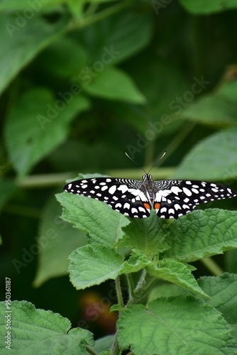 butterfly on leaf