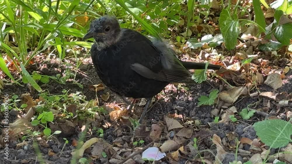Young bird feeding in grass. Young bird feeding in grass.
