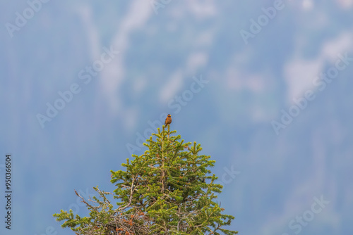 Spectacled finch (Callacanthis burtoni) at Sinthan Top, Jammu & Kashmir, India