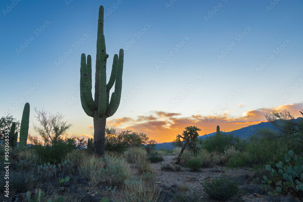 A large saguaro cactus standing at dawn in the Saguaro National Park near Tucson Arizona. A large saguaro cactus standing at dawn in the Saguaro National Park near Tucson Arizona.
