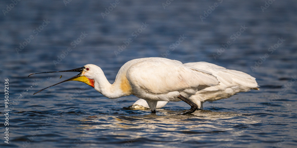 Fototapeta premium Spatule blanche (Platalea leucorodia - Eurasian Spoonbill)