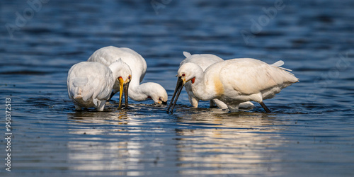 Spatule blanche (Platalea leucorodia - Eurasian Spoonbill) photo