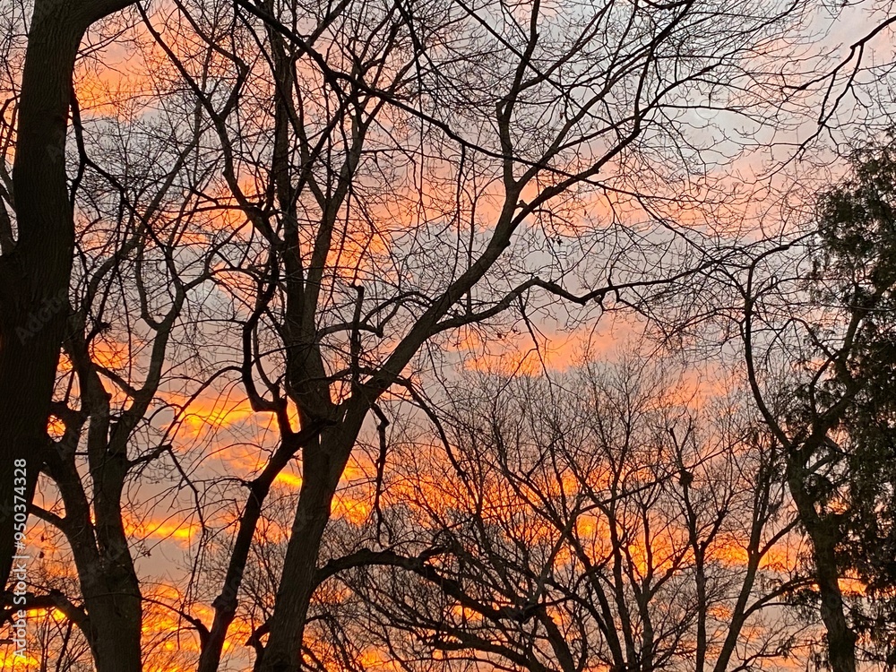 sunset in the trees sunset in the trees
