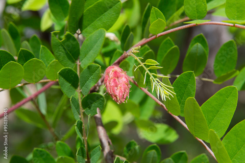 close-up: unexpanded pink clammy locust flower photo