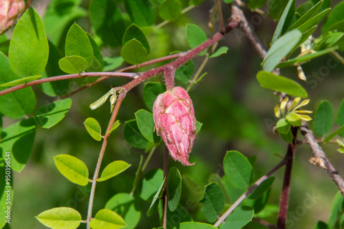 close-up: unexpanded pink clammy locust flower