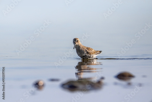 Dunlin, a small wader in the water, Calidris alpina photo