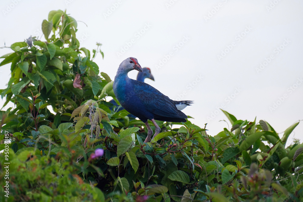 Obraz premium Grey-headed swamphen, Porphyrio poliocephalus in Malaysia
