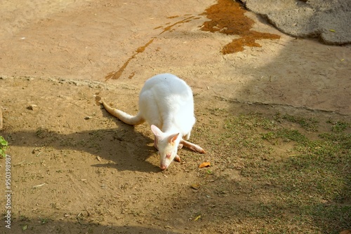 White colored albino wallaby in park photo