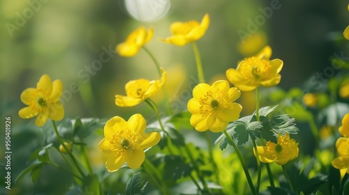 Yellow Flowers in a Spring Meadow