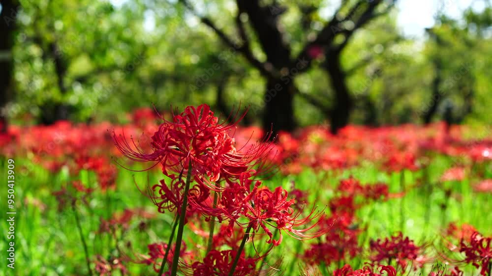 Red spider lilies (Lycoris radiata) at Fuchu city folk forest museum Red spider lilies (Lycoris radiata) at Fuchu city folk forest museum